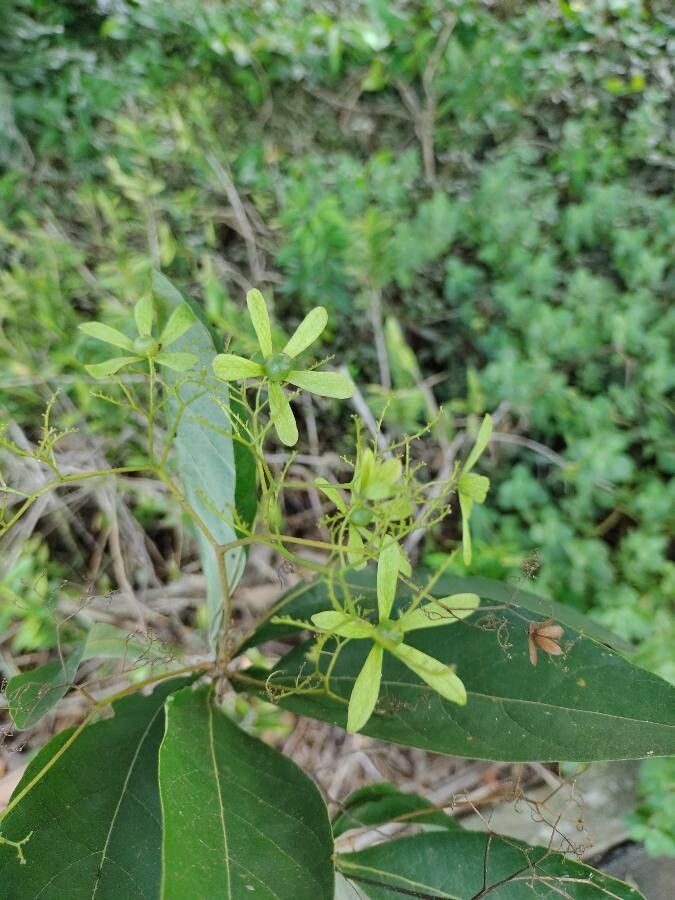 Cordia incognita fruit