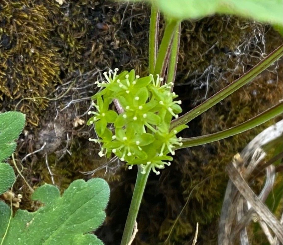 Smilax herbacea flower