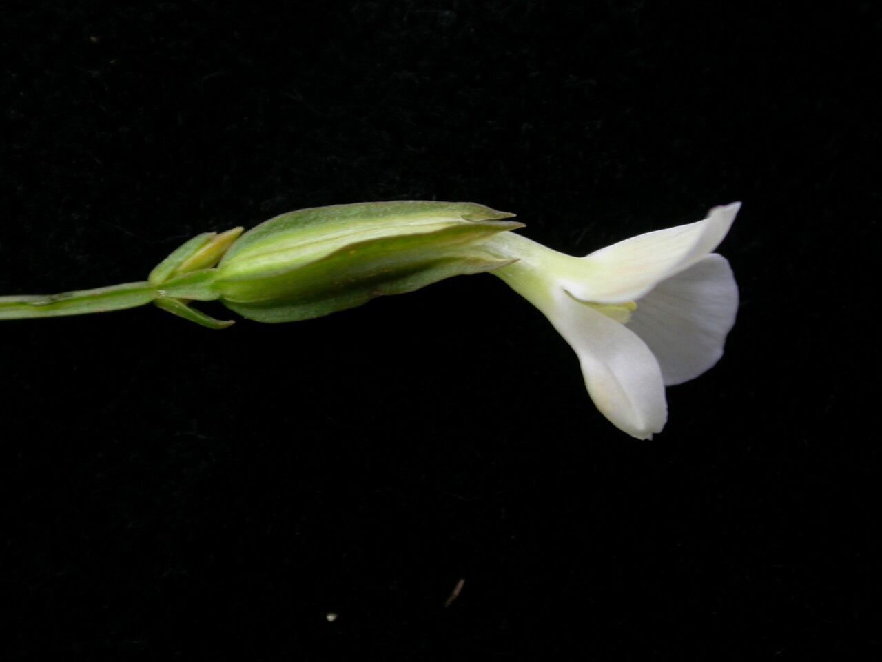 Canscora alata flower