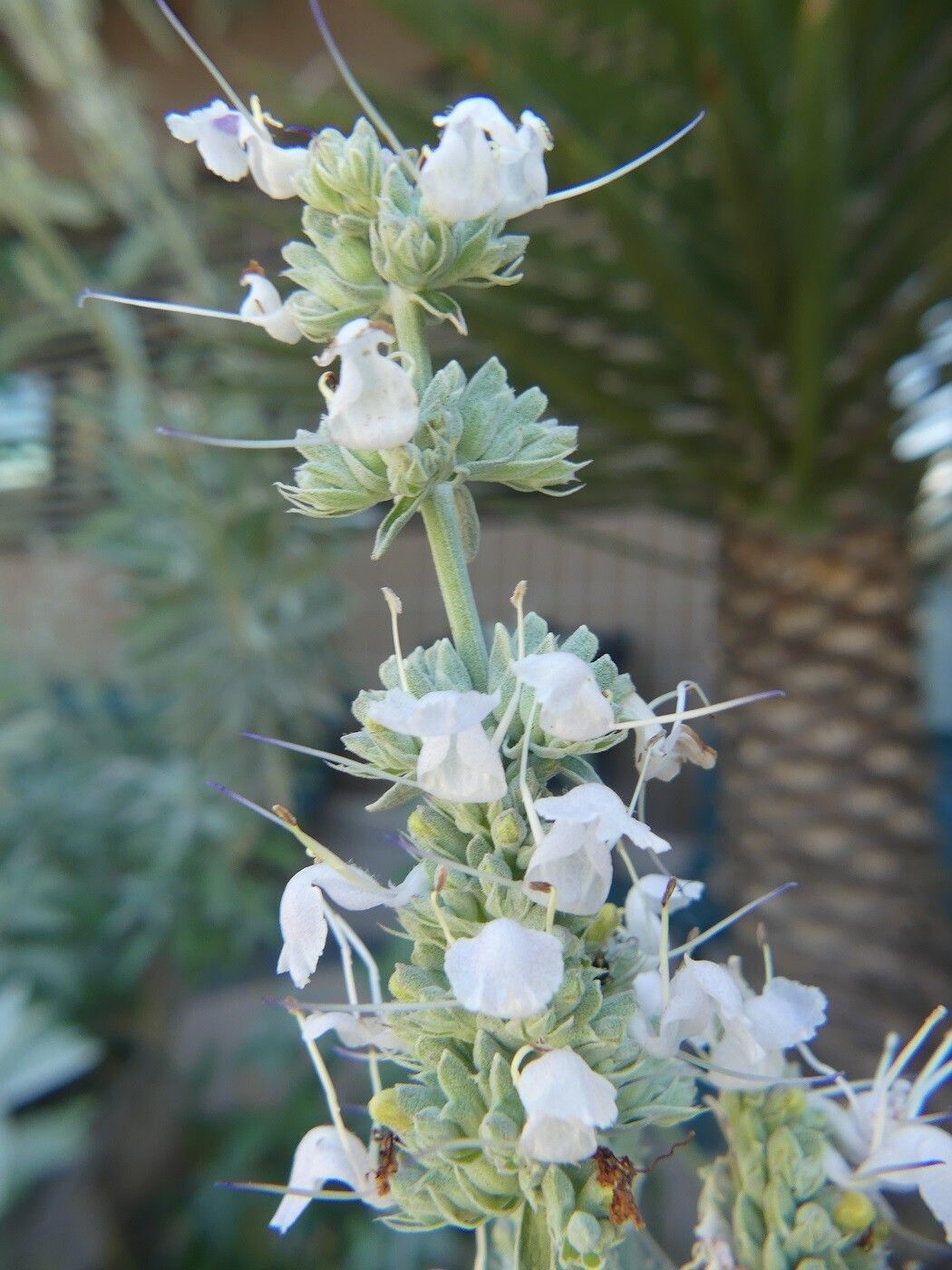 Salvia apiana flower