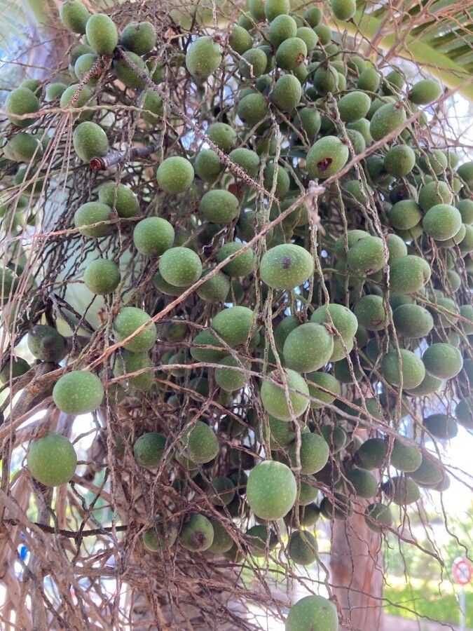Hyophorbe lagenicaulis fruit