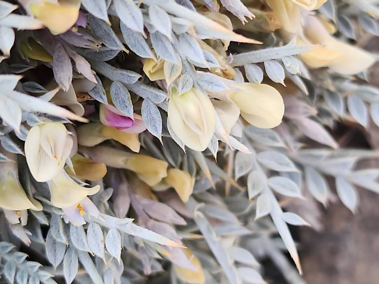 Astragalus gossypinus flower