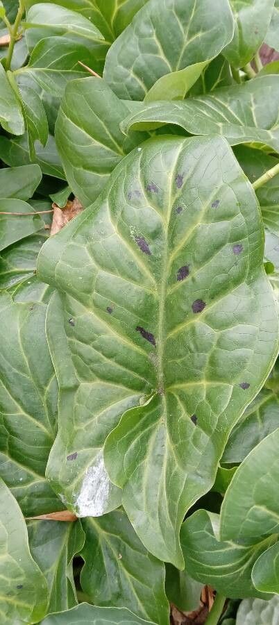 Arum italicum x Arum maculatum — houseplant care guide