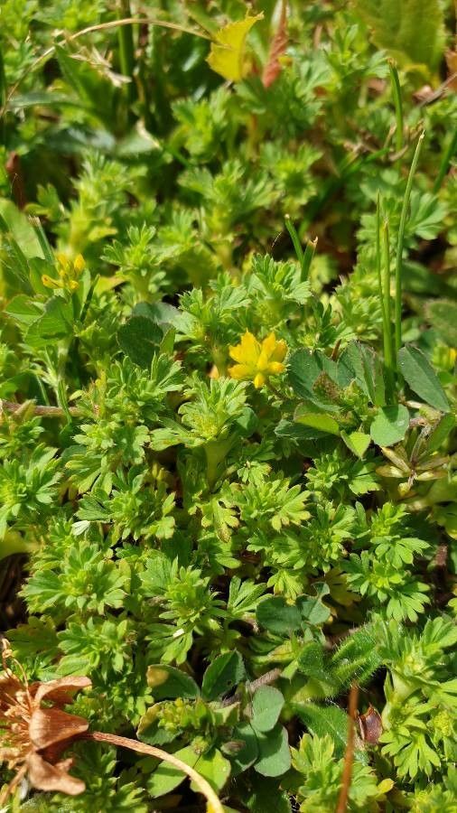 Aphanes australis flower