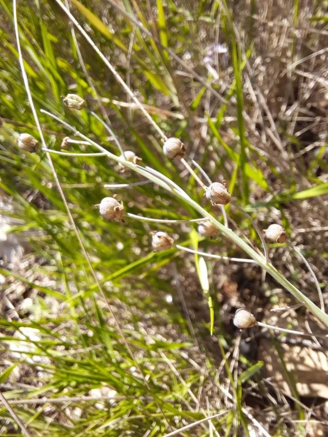 Prospero autumnale fruit