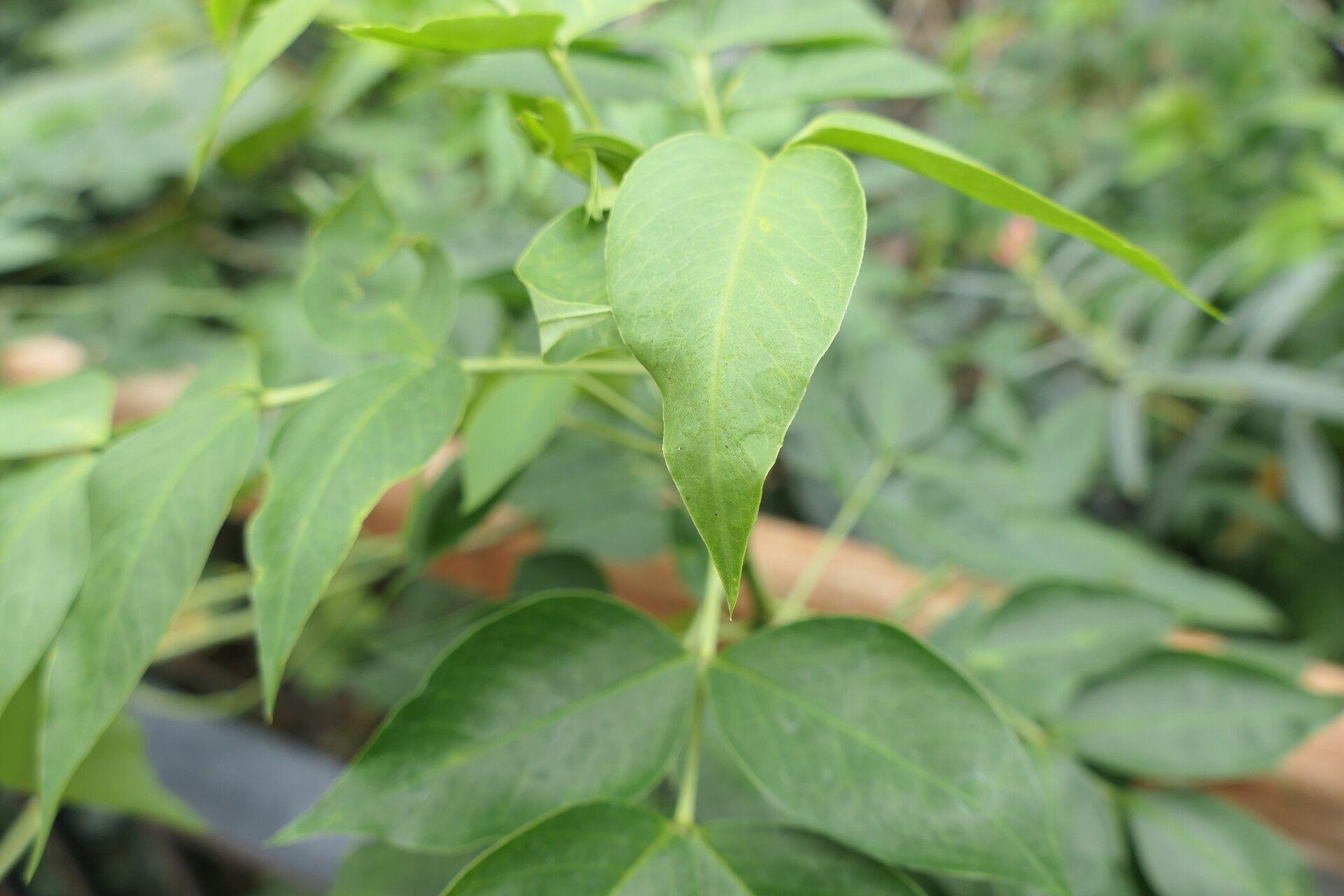 Senna floribunda leaf