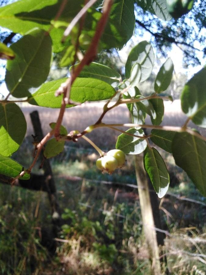 Eugenia stipitata fruit