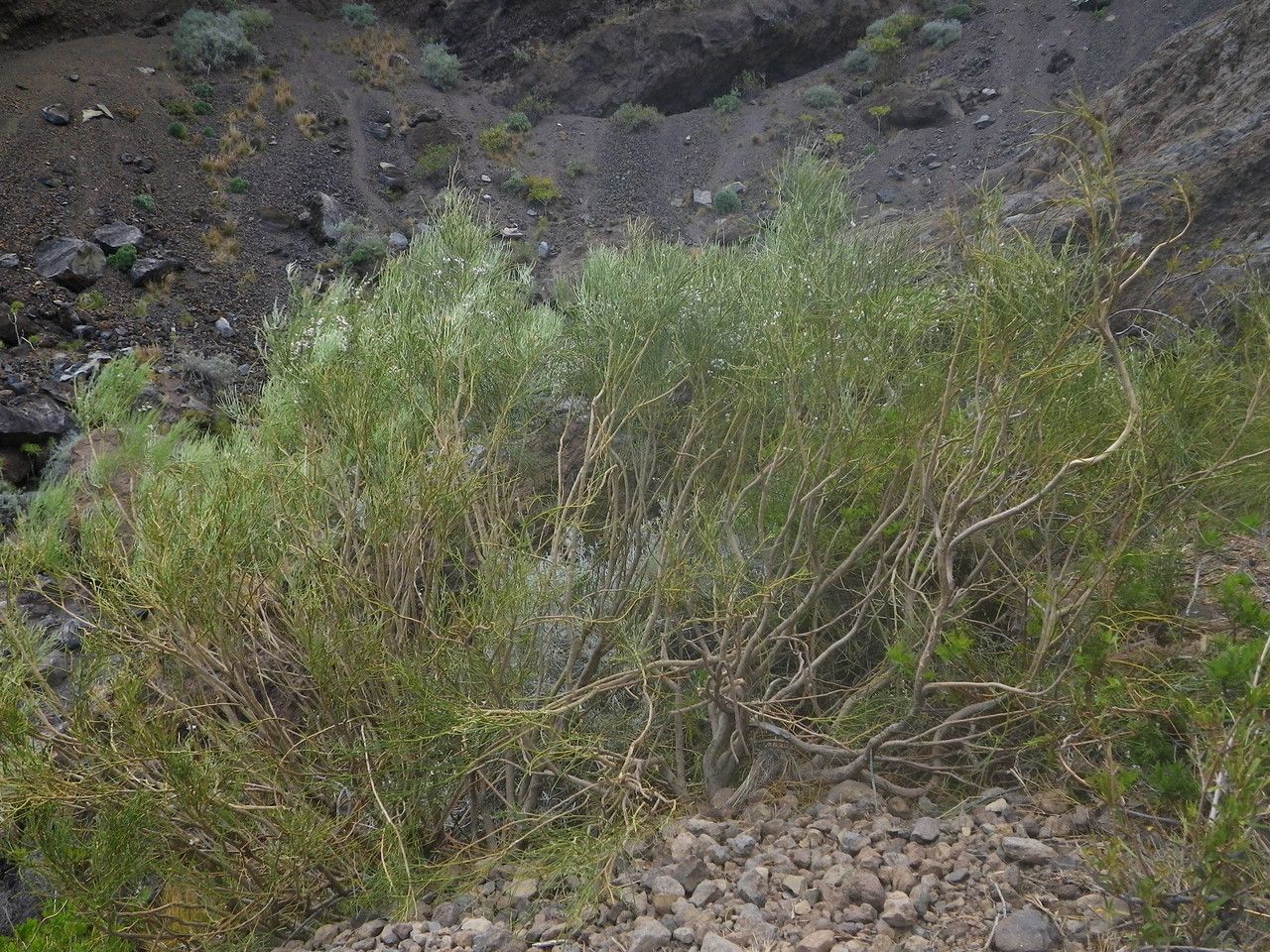 Retama rhodorhizoides habit