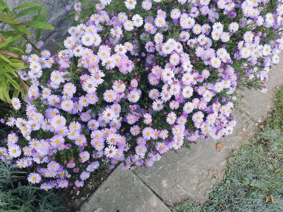 Symphyotrichum dumosum flower