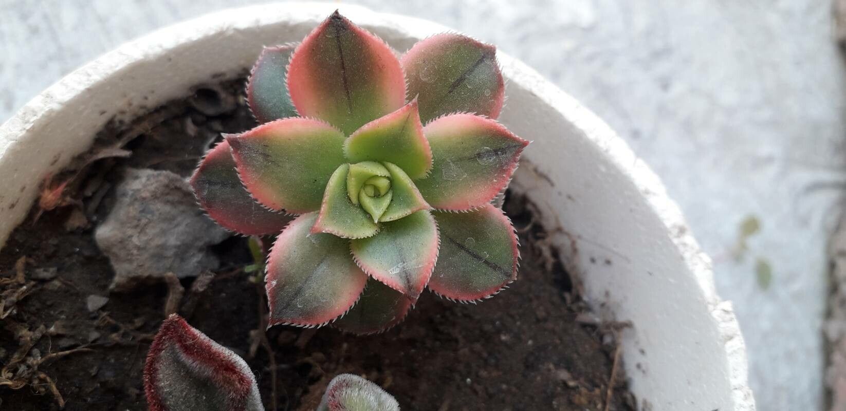 Aeonium decorum flower