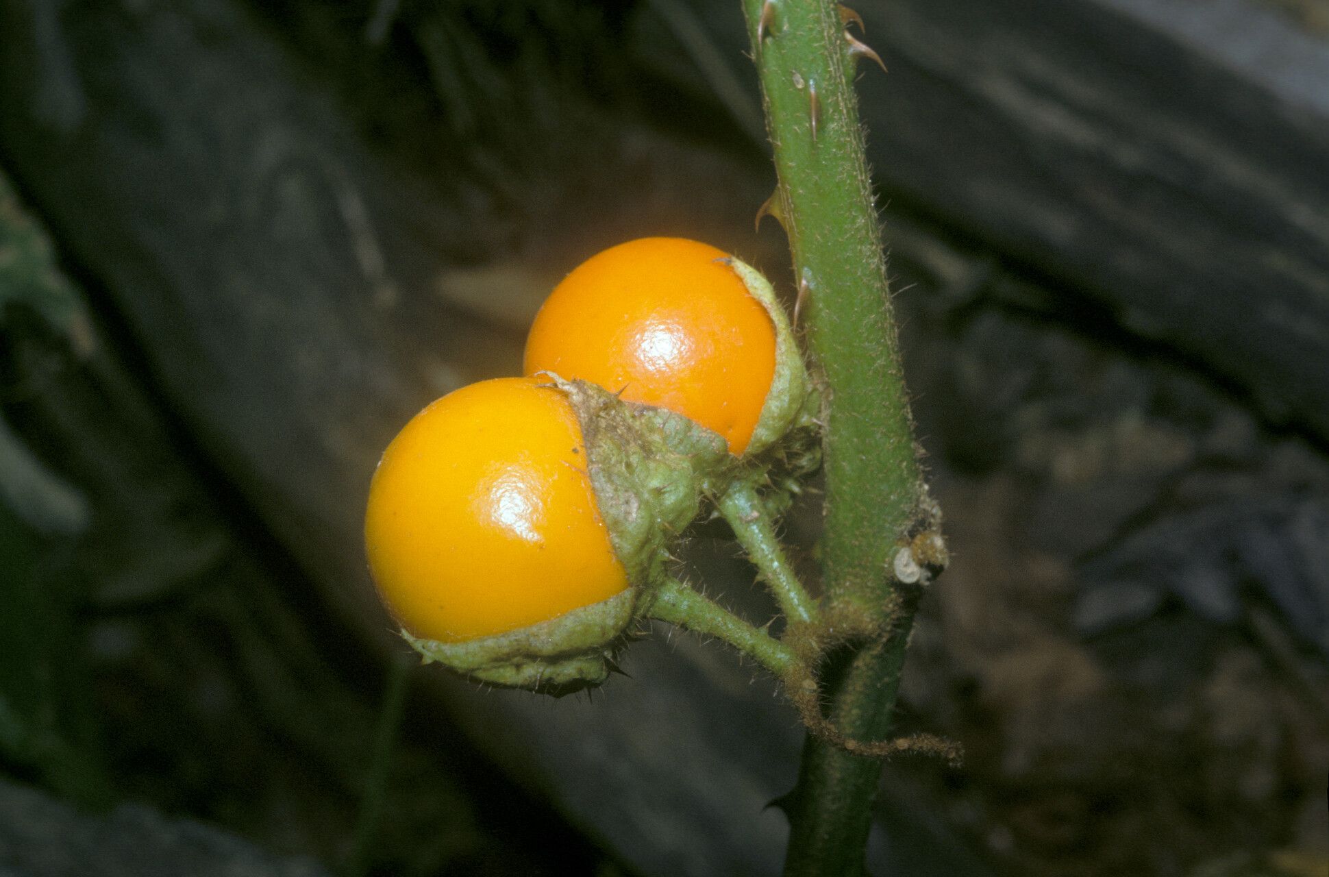 Solanum leucopogon fruit