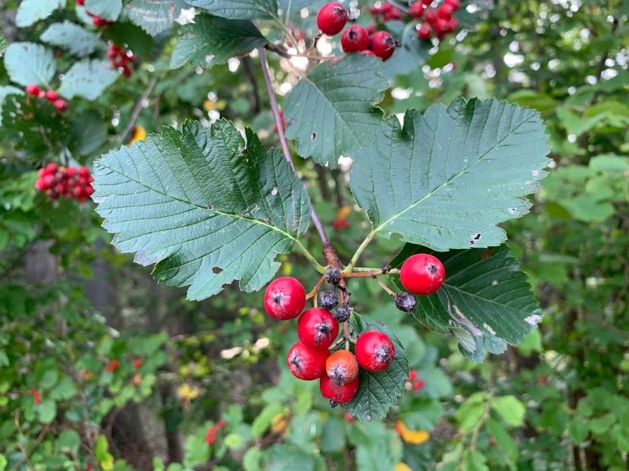 Sorbus mougeotii fruit