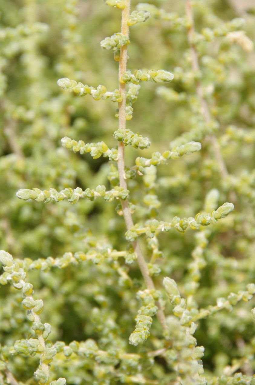 Salsola imbricata leaf