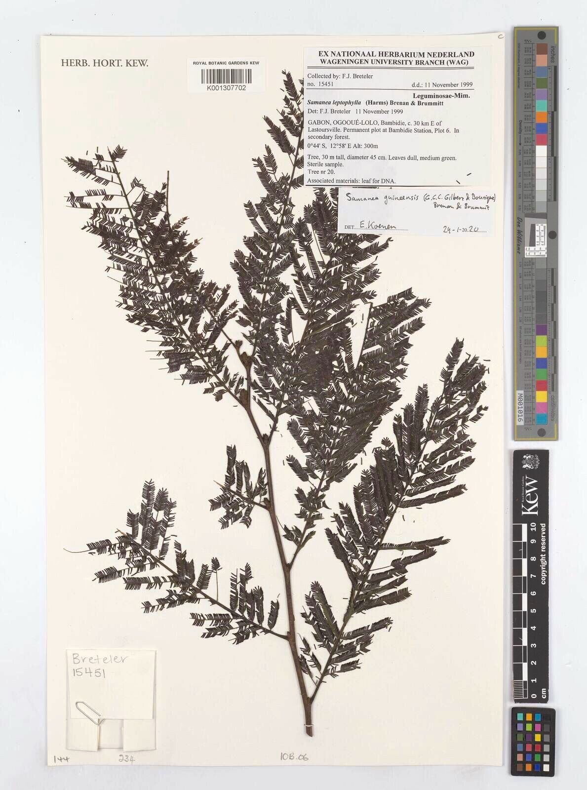 Samanea leptophylla — related species from the same genus