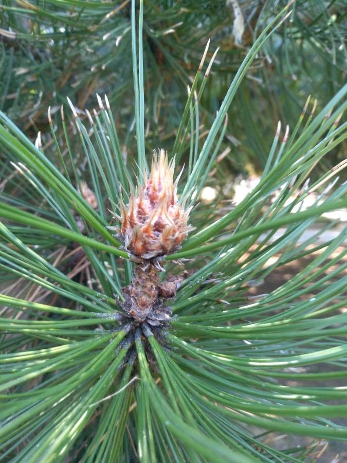 Pinus leucodermis flower