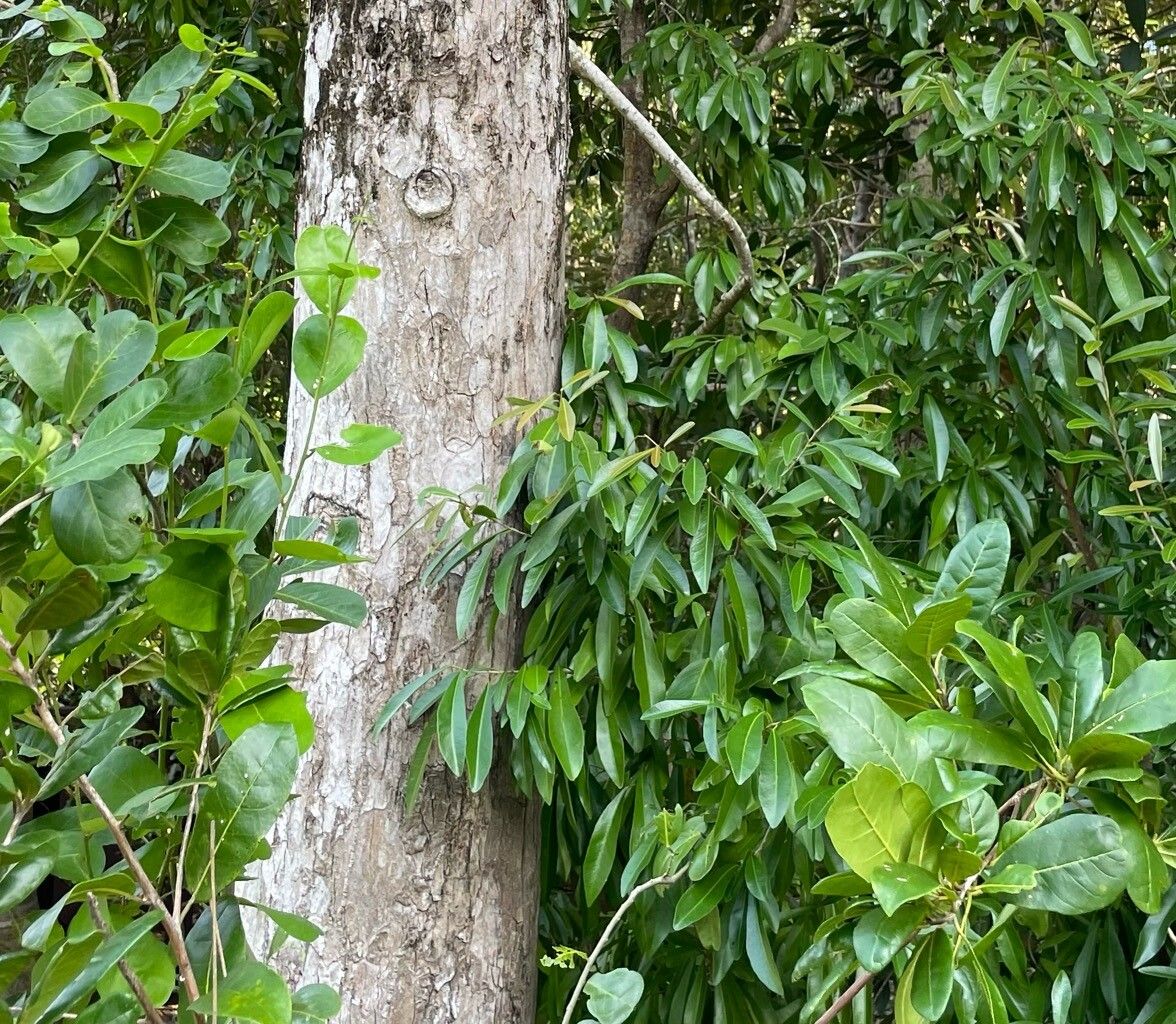 Terminalia eriostachya bark