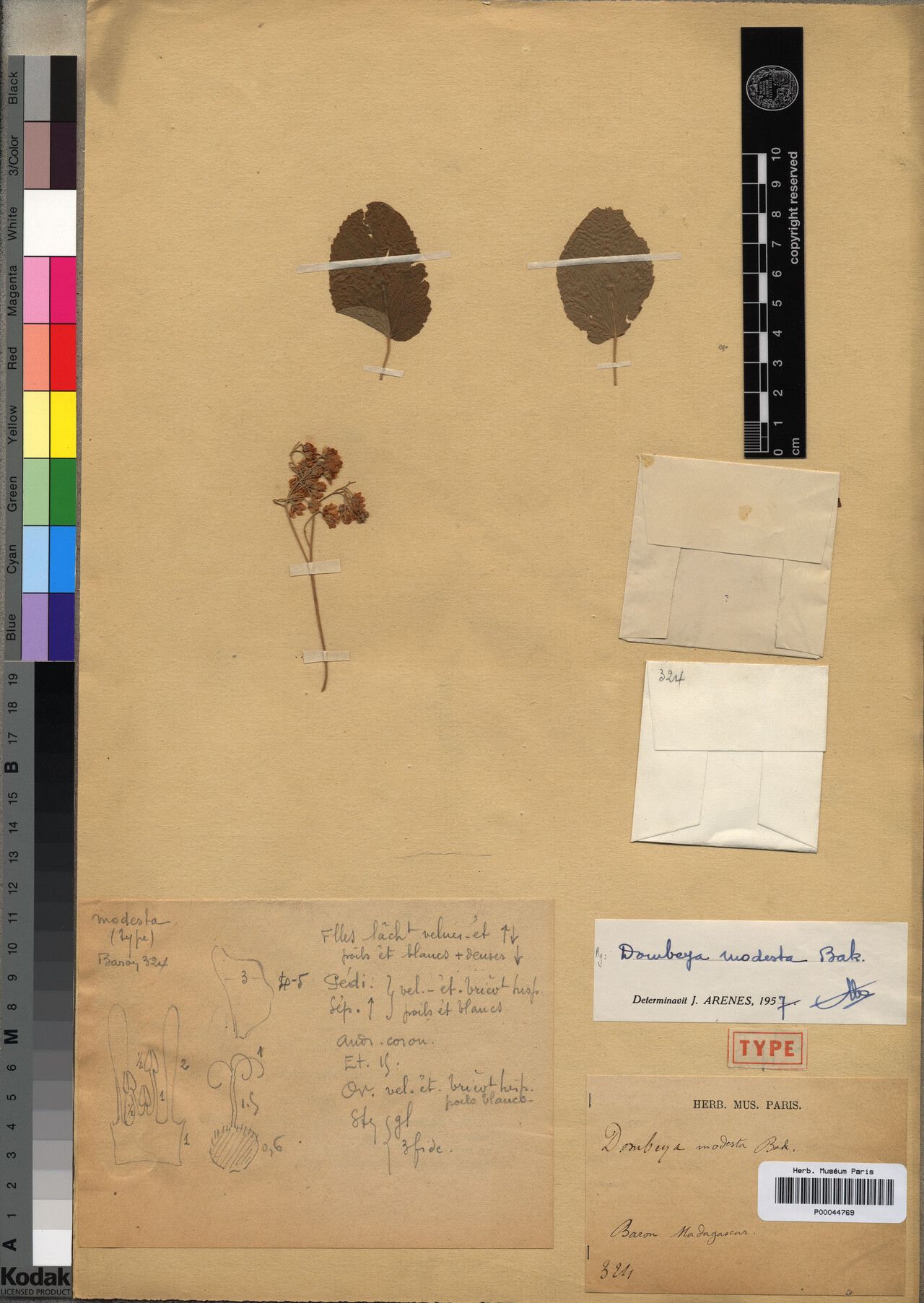 Dombeya modesta — houseplant care guide