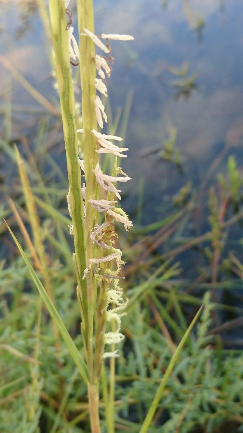 Spartina anglica flower
