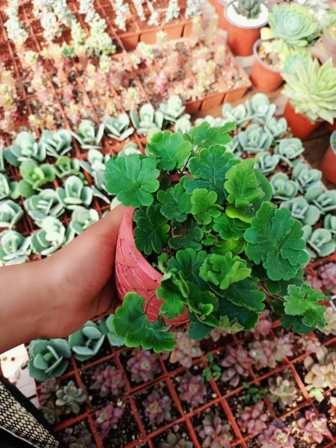 Doryopteris cordifolia leaf