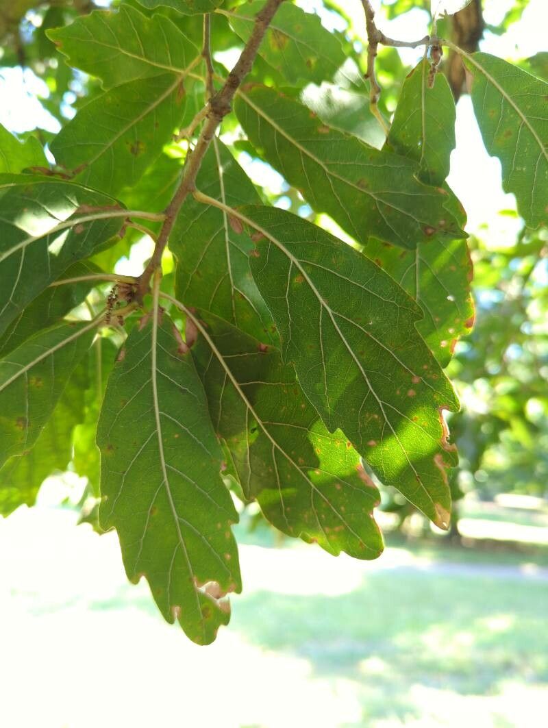 Quercus x turneri leaf