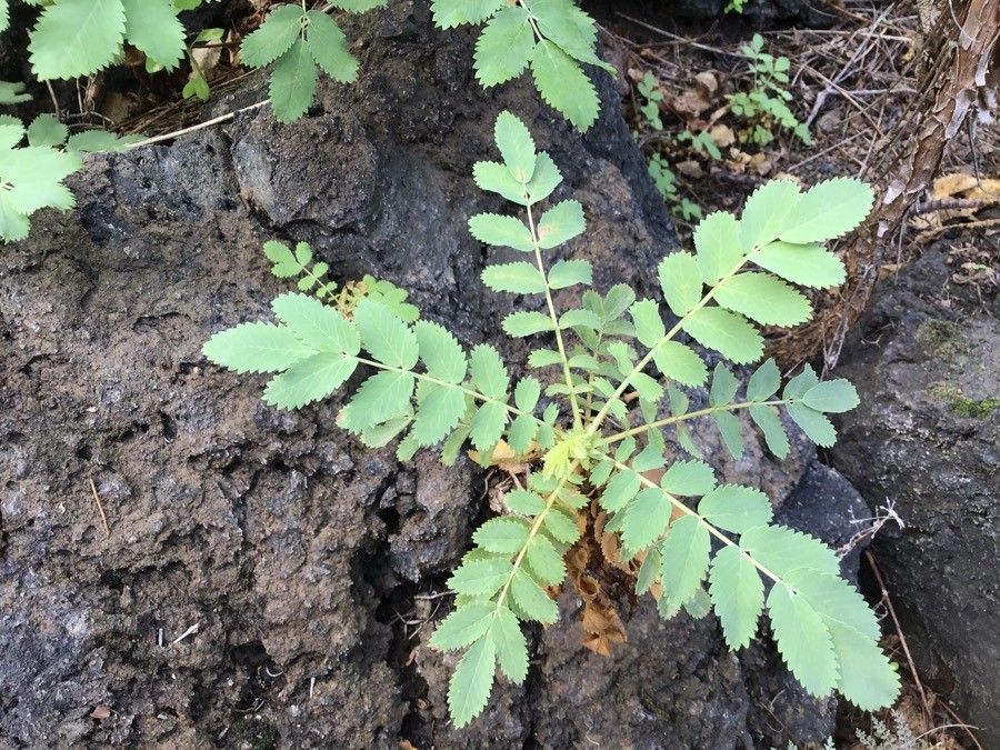 Descurainia artemisioides — related species from the same genus