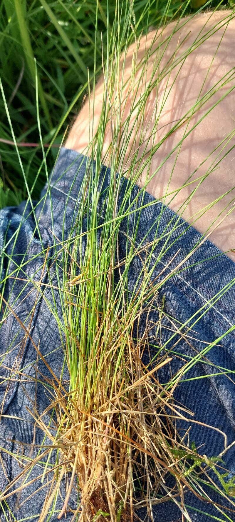 Festuca rupicola leaf