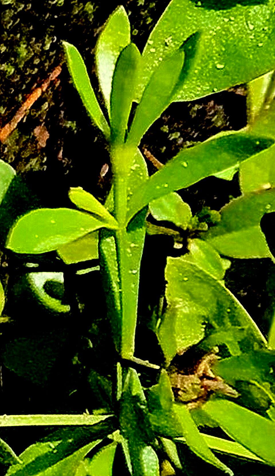 Sabatia calycina — related species from the same genus