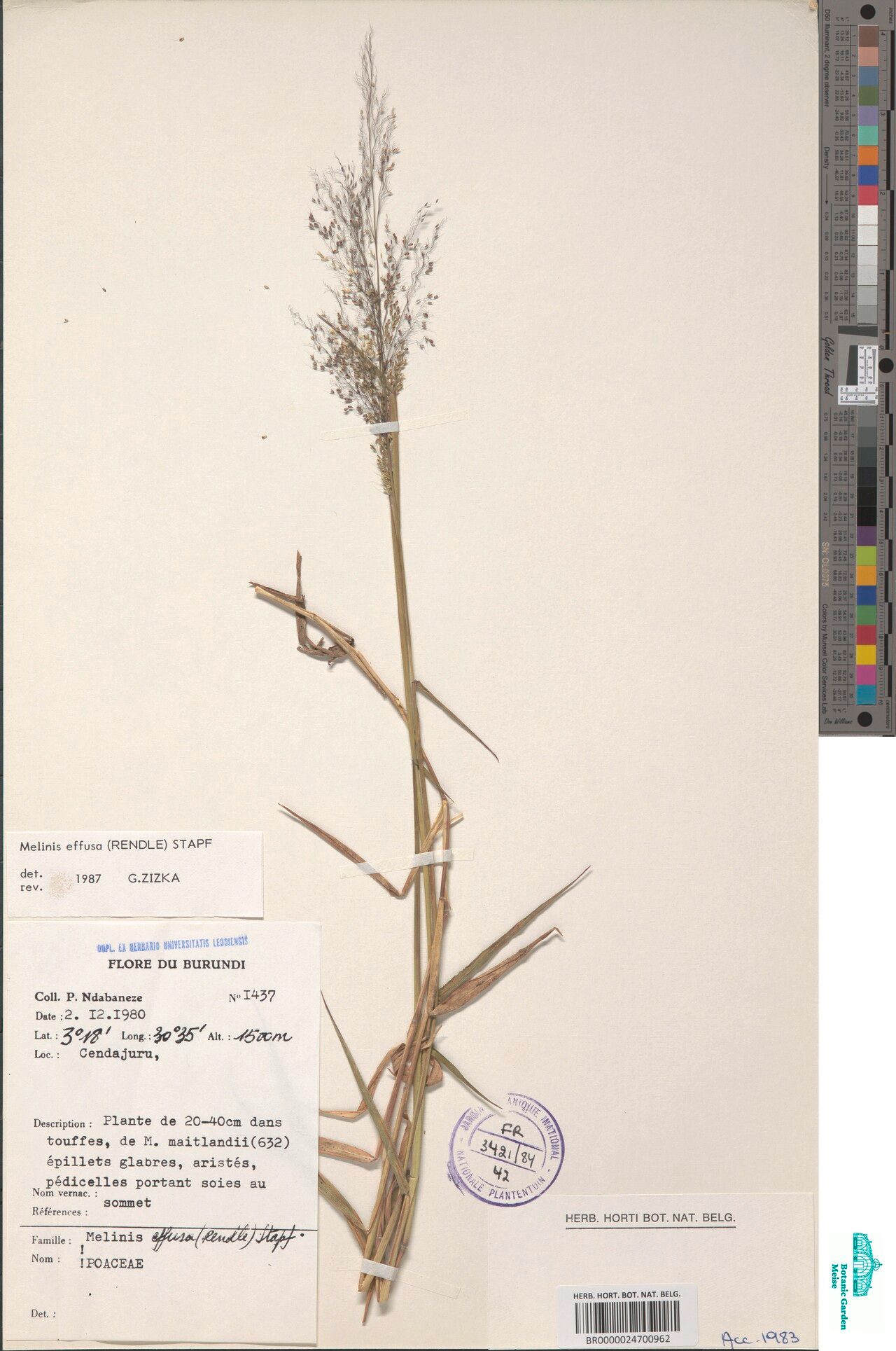 Melinis effusa — related species from the same genus