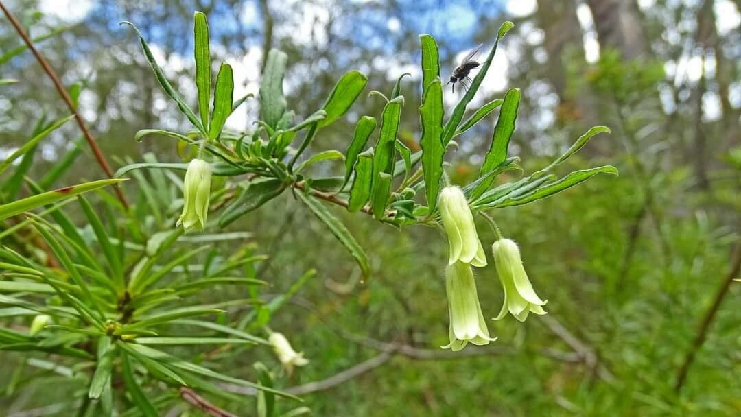Billardiera scandens flower