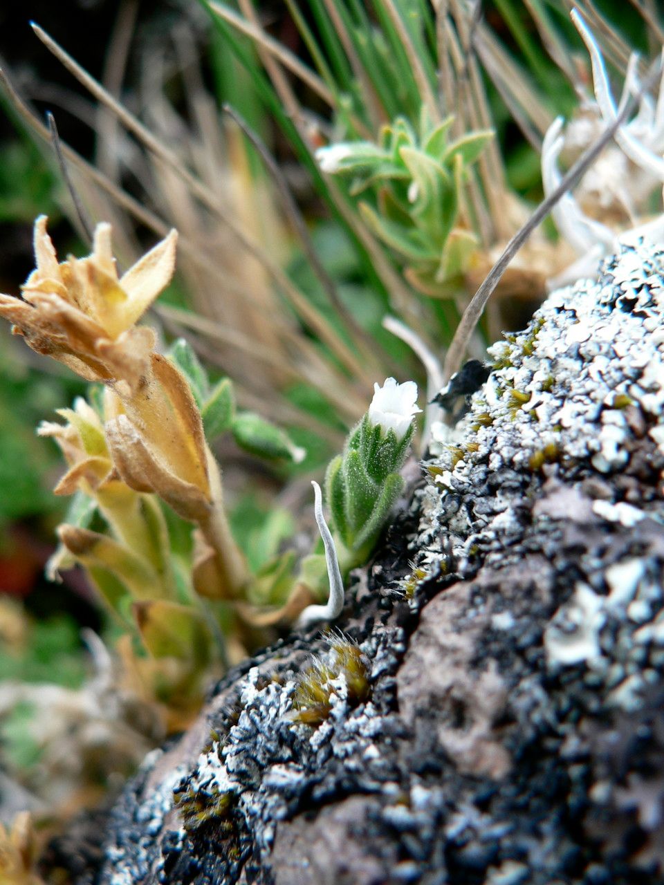 Cerastium trianae flower