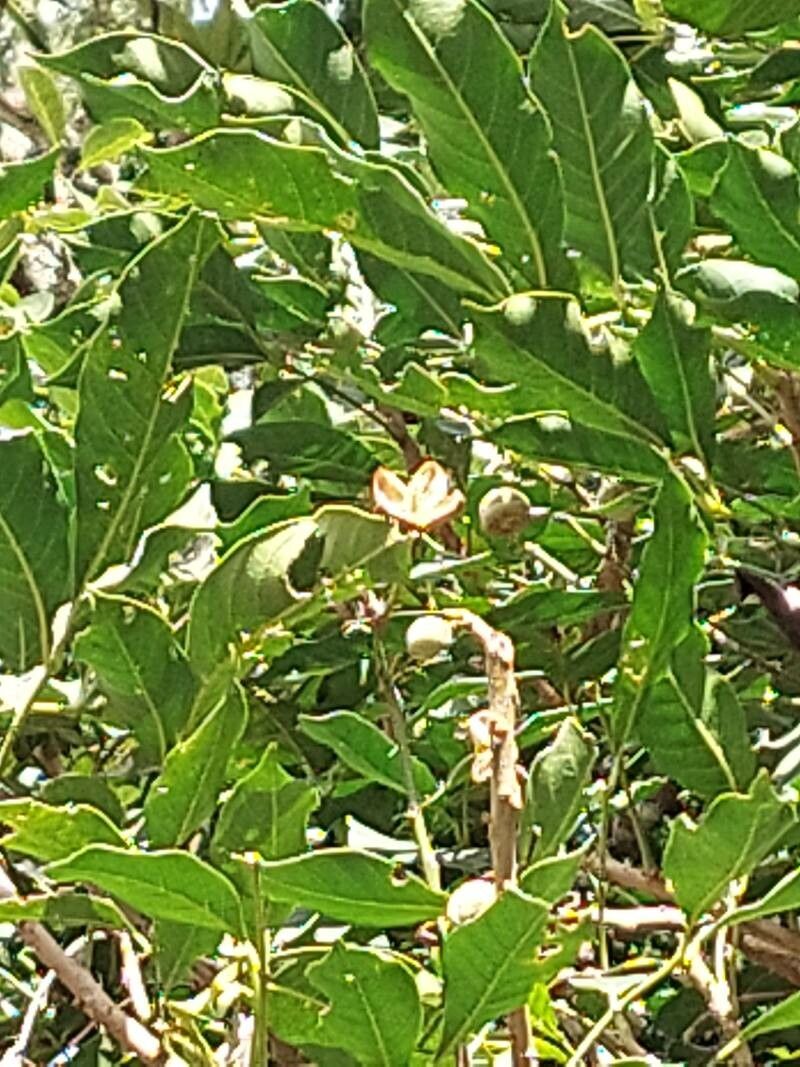 Trichilia martiana fruit