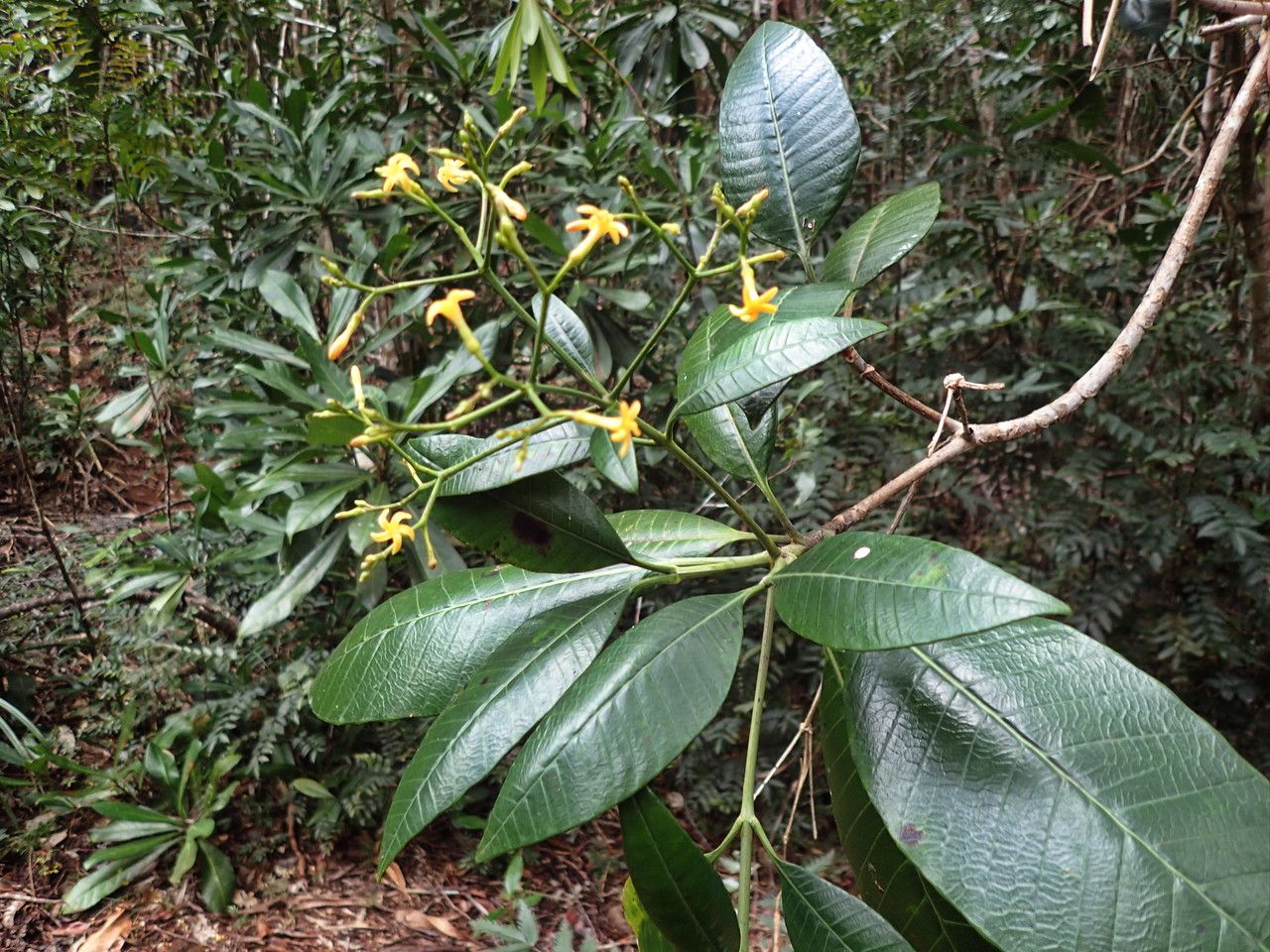 Alstonia vieillardii habit