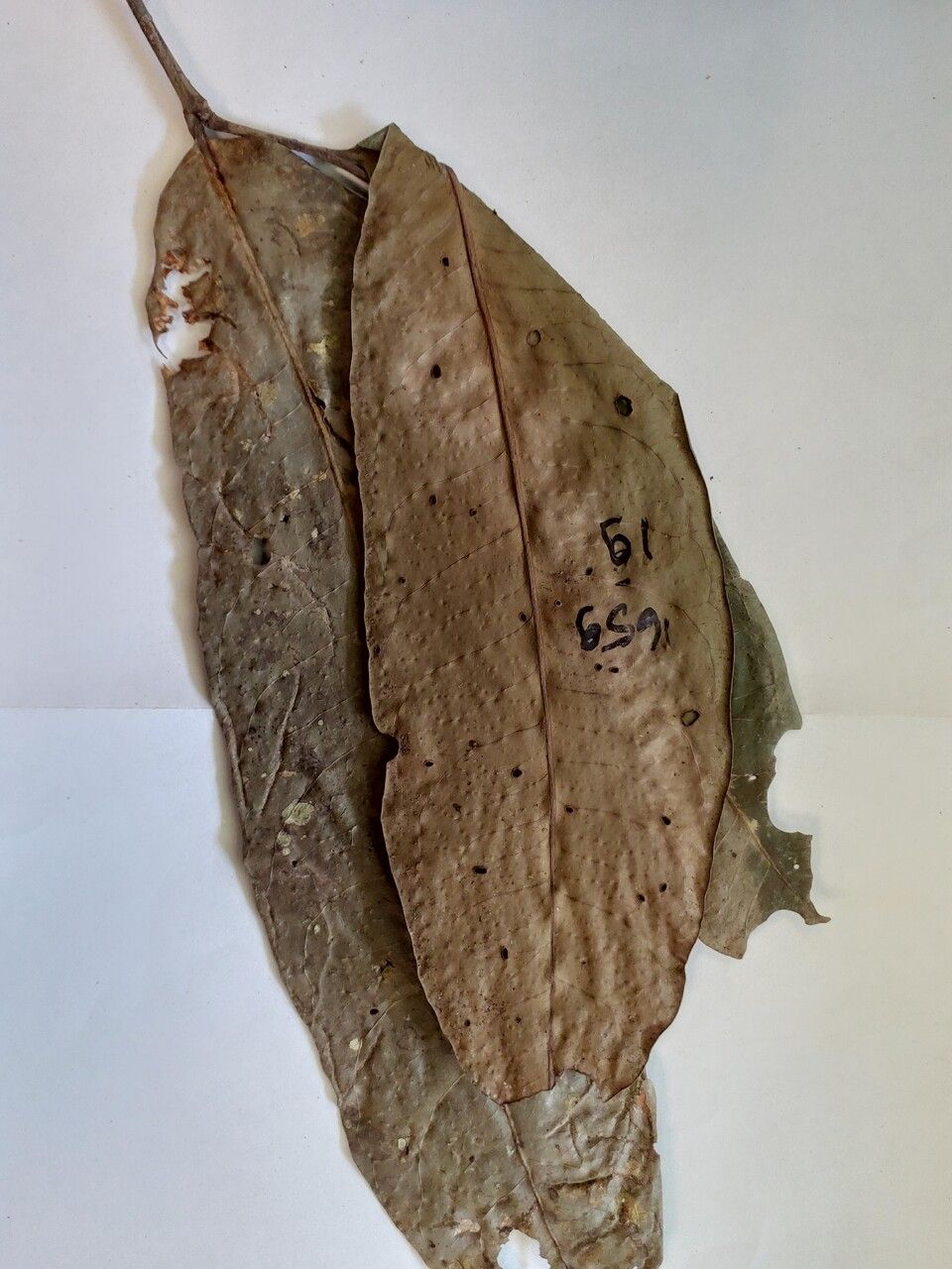 Maytenus oblongata — houseplant care guide