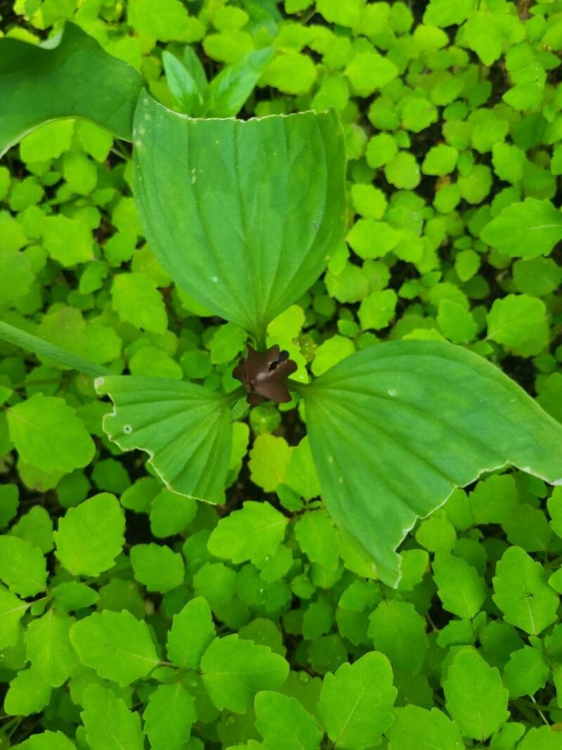 Trillium viridescens flower