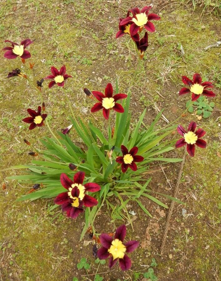 Sparaxis tricolor habit