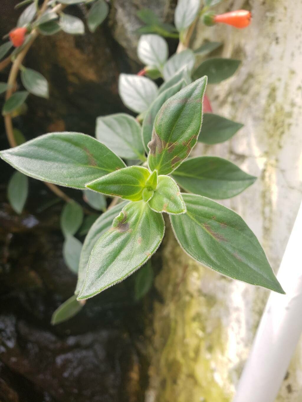 Nematanthus sericeus leaf