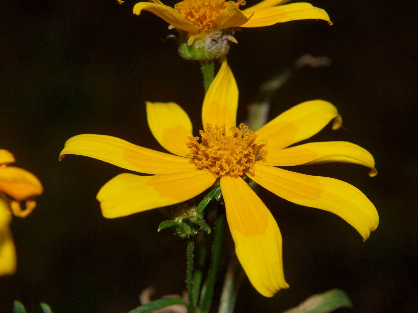 Bidens steppia — houseplant care guide