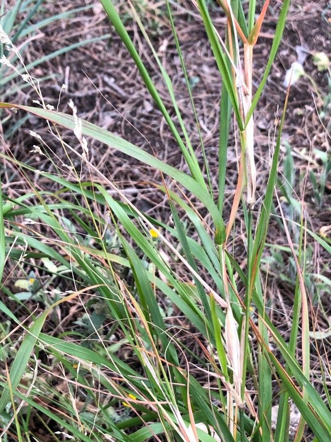 Piptatherum miliaceum leaf