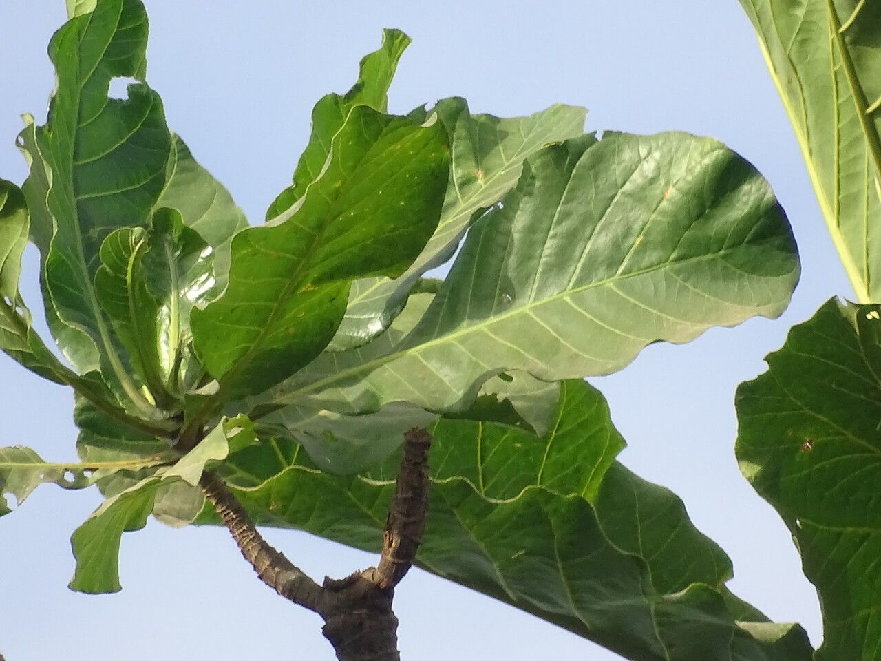 Anthocleista grandiflora leaf