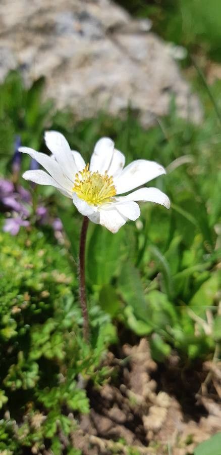 Anemone baldensis flower
