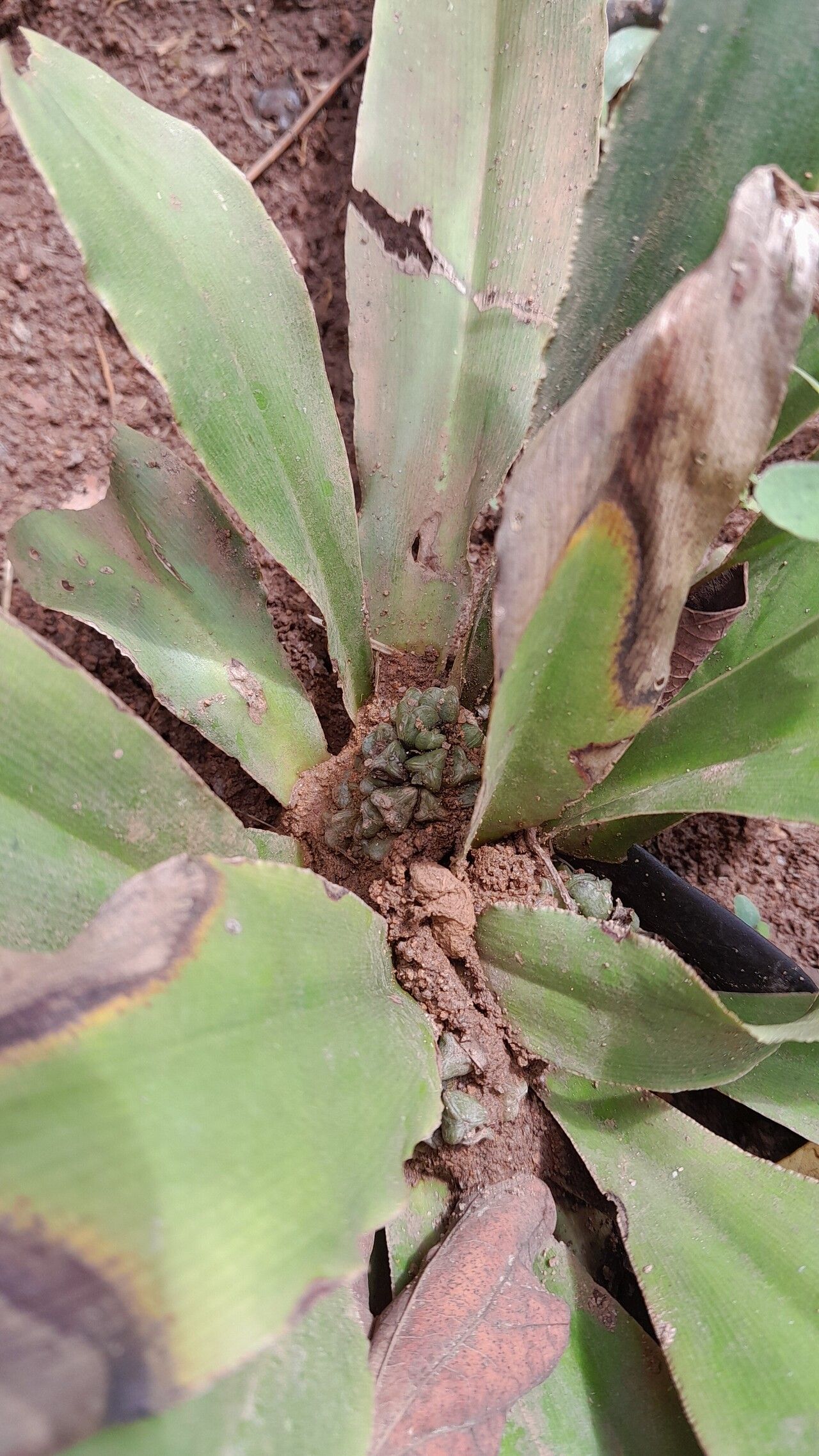 Chlorophytum geophilum fruit