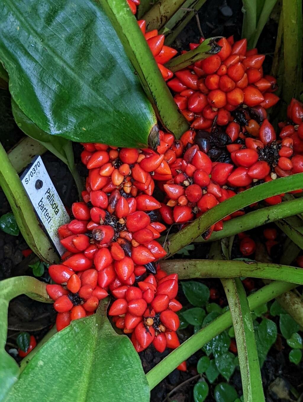 Palisota barteri fruit