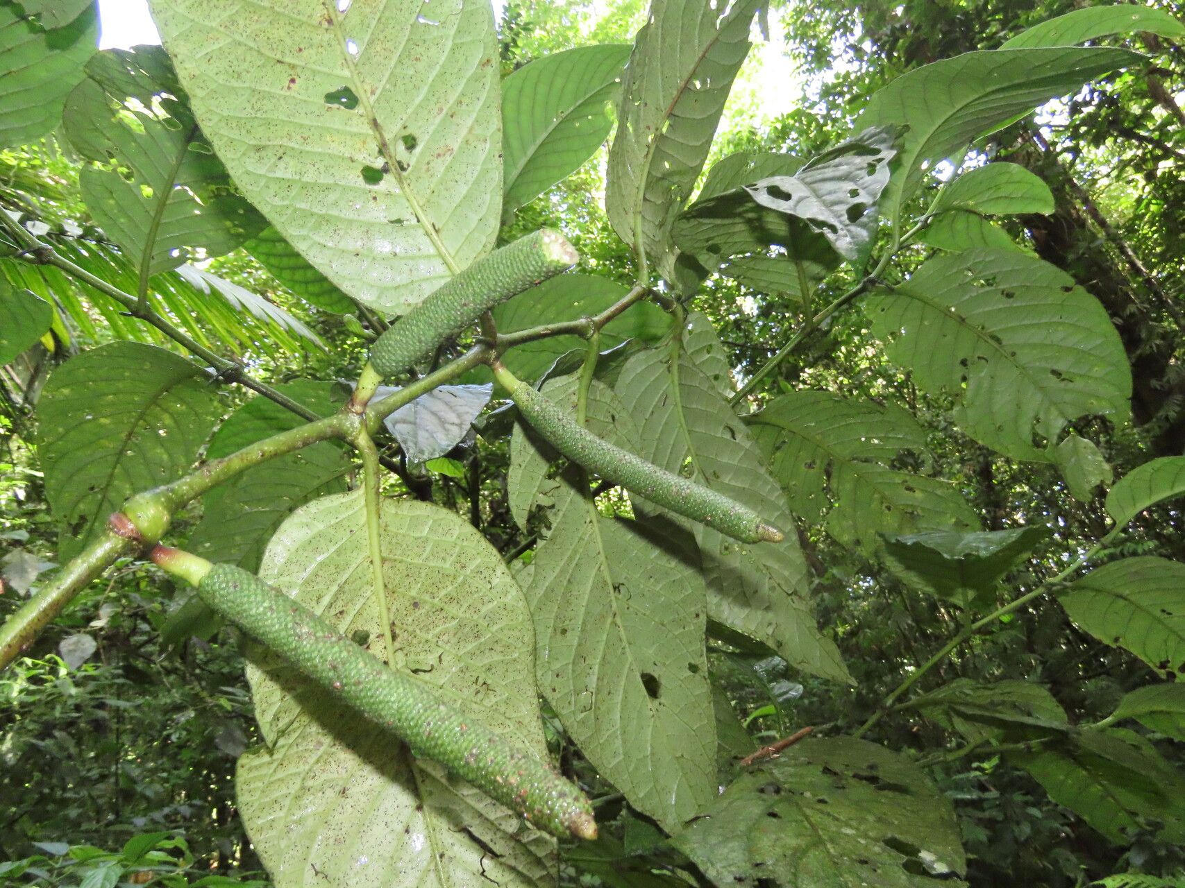 Piper prismaticum — search result for 'Piper'