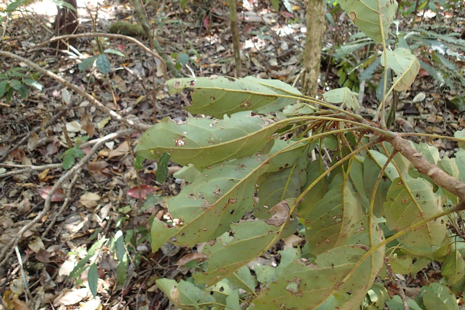 Kermadecia elliptica leaf
