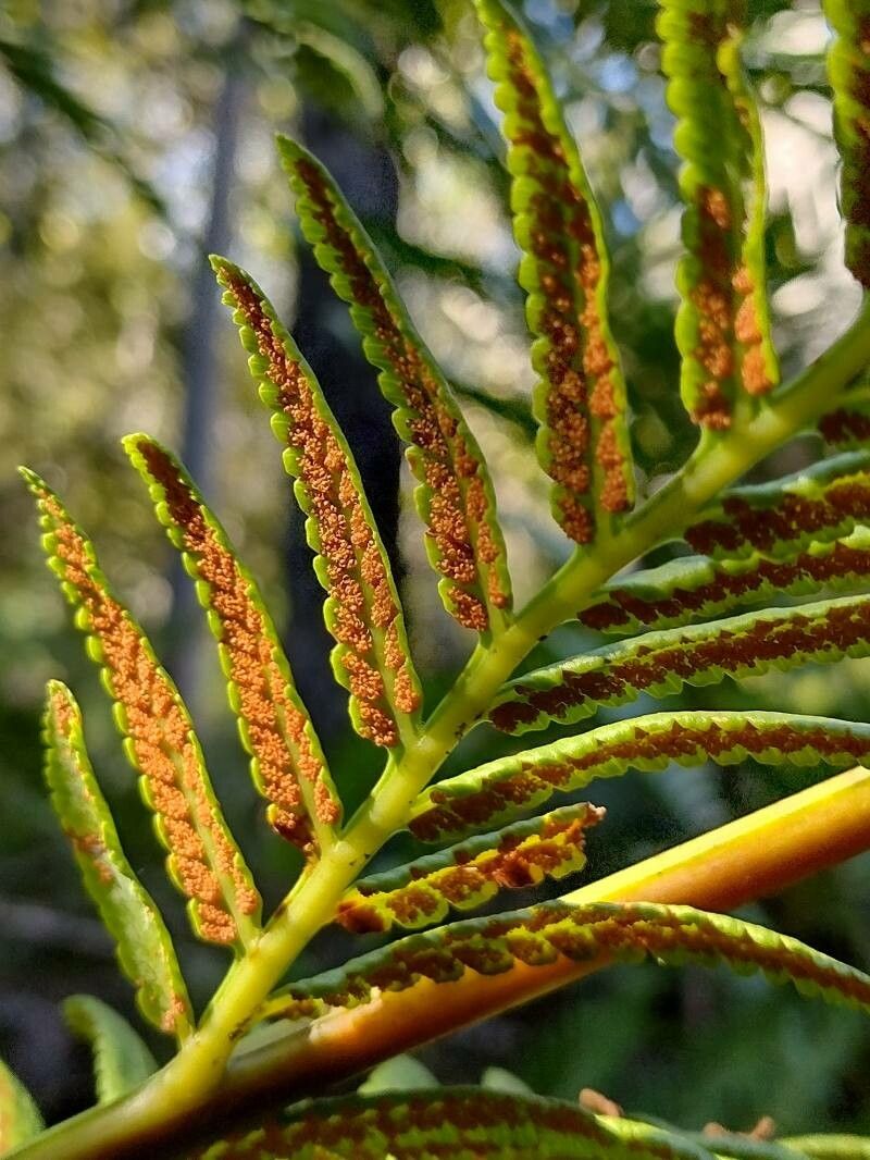 Todea barbara fruit