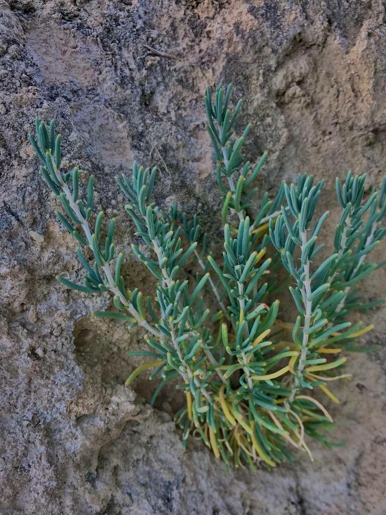 Gymnocarpos decandrus — houseplant care guide