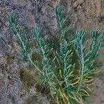 Gymnocarpos decandrus