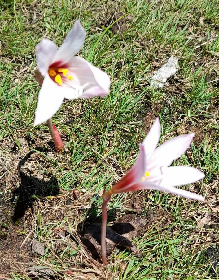 Habranthus martinezii habit