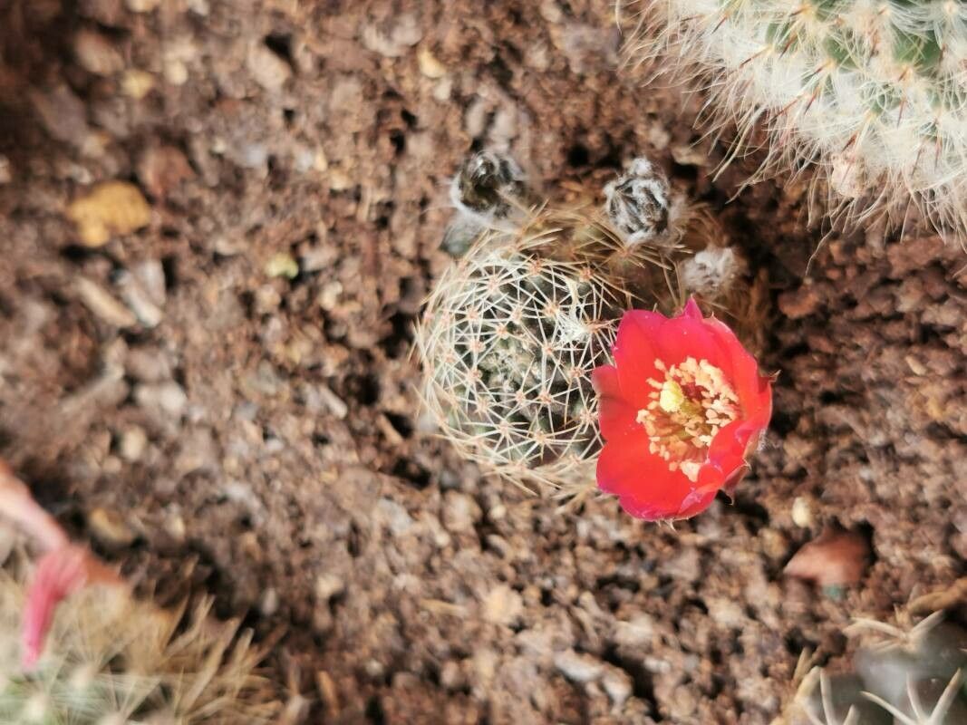 Aylostera albopectinata bark
