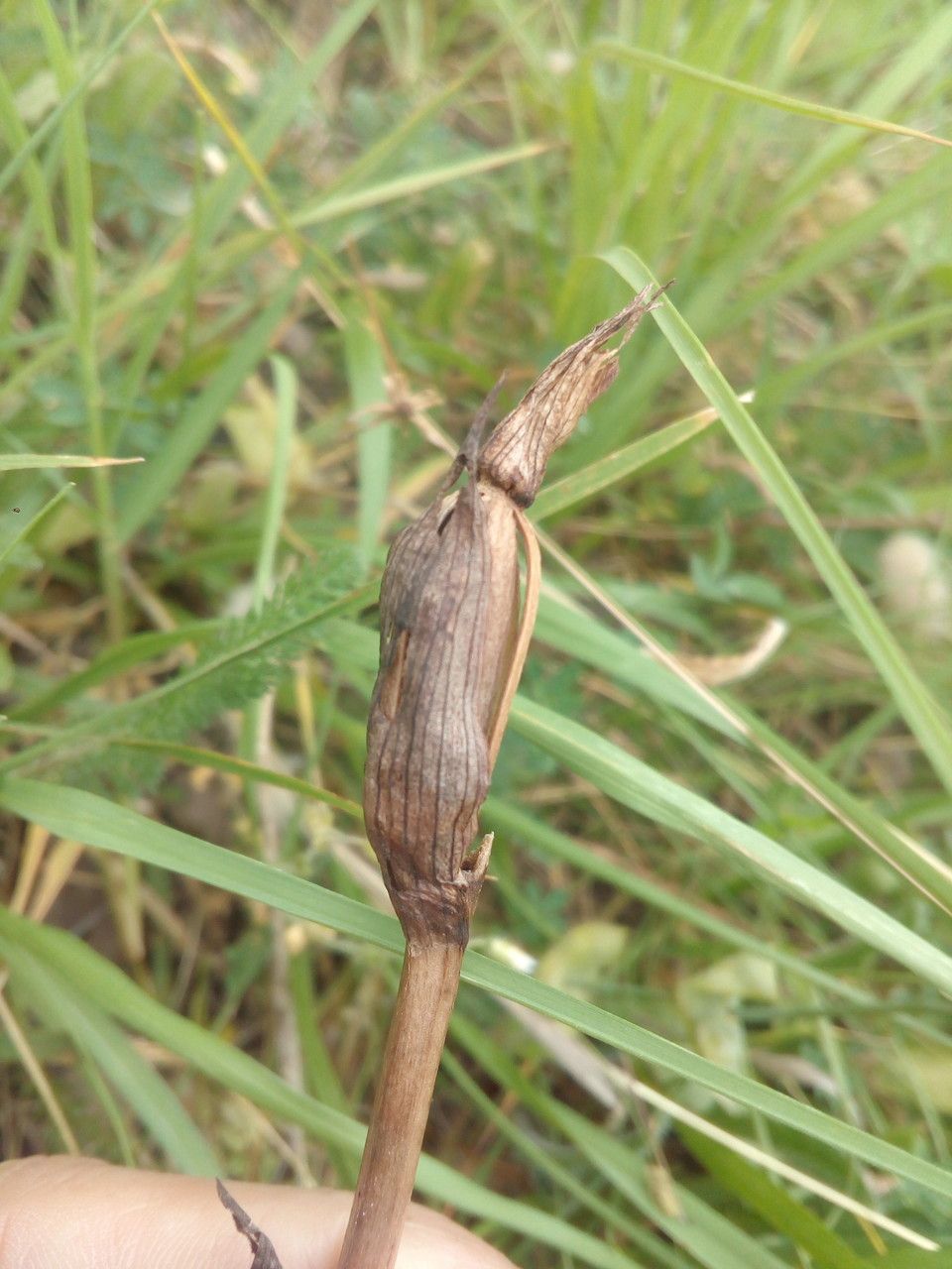 Serapias parviflora fruit